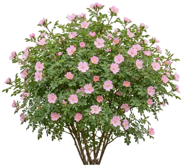 Woods' Rose cut-out illustration
