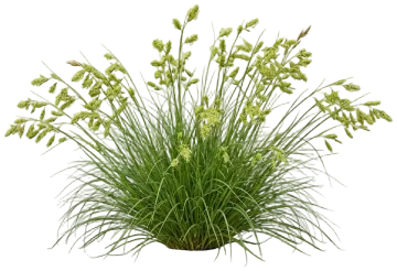 Rosy Sedge cut-out illustration