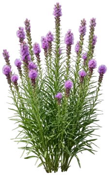 Rough Blazing Star cut-out illustration