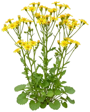 Roundleaf Ragwort cut-out illustration