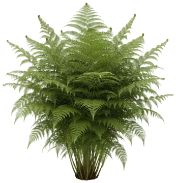 Royal Fern cut-out illustration