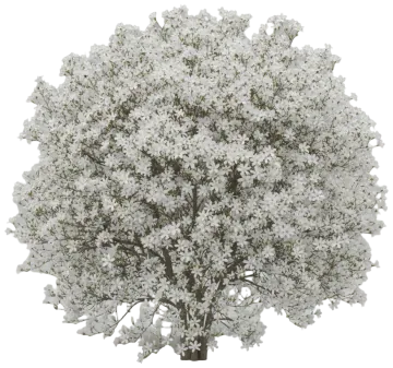 Royal Star Magnolia cut-out illustration