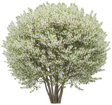 Royal White Redbud cut-out illustration