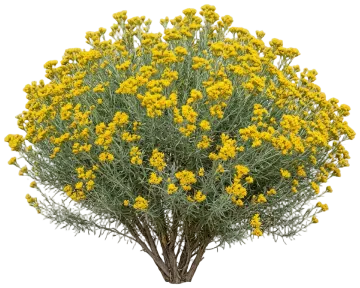 Rubber Rabbitbrush cut-out illustration