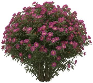 Rugosa Rose cut-out illustration