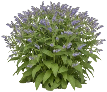 Russian Comfrey cut-out illustration