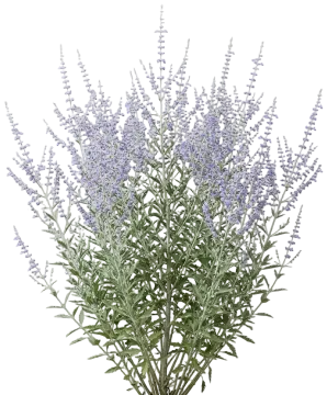Russian Sage cut-out illustration