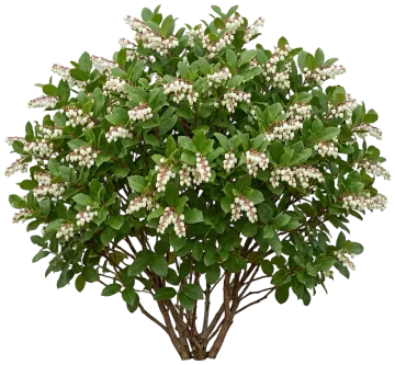 Salal cut-out illustration