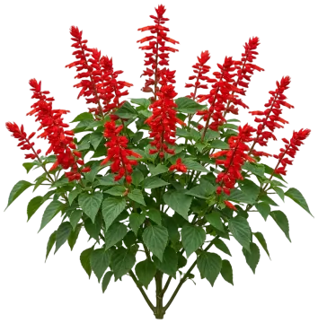 Salvia (Annual) cut-out illustration