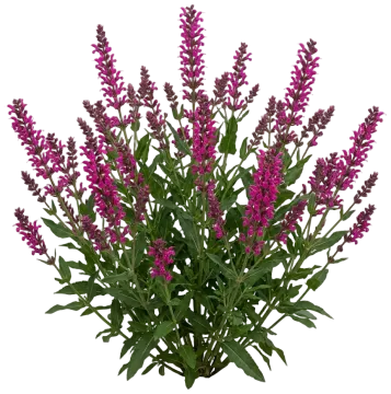 Color Spires Back to the Fuchsia Salvia cut-out illustration