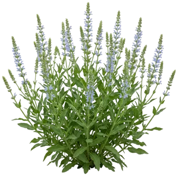 Color Spires Crystal Blue Salvia cut-out illustration
