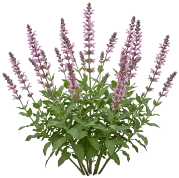 Color Spires Pink Dawn Salvia cut-out illustration