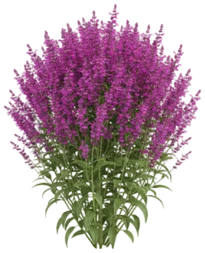 Pink Profusion cut-out illustration