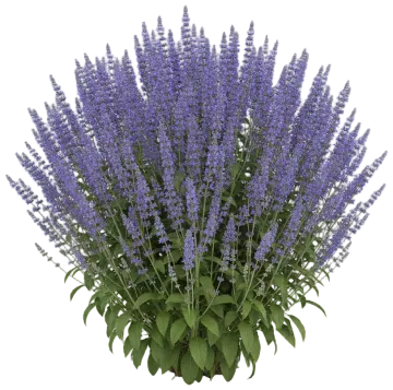 Perennial Salvia cut-out illustration