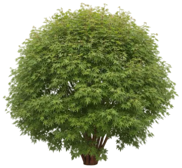 Coral Bark Maple cut-out illustration
