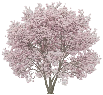 Saucer Magnolia cut-out illustration
