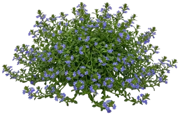 Blue Fan Flower cut-out illustration