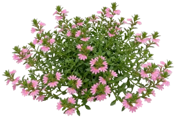 Pink Fan Flower cut-out illustration