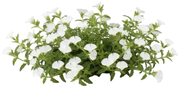 White Fan Flower cut-out illustration