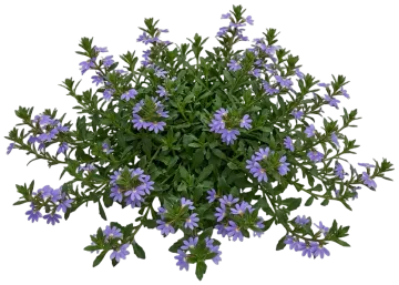Fan Flower cut-out illustration