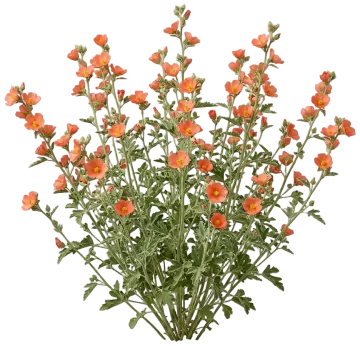 Scarlet Globemallow cut-out illustration