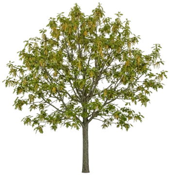 Scarlet Oak cut-out illustration
