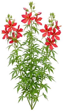 Scarlet Rosemallow cut-out illustration