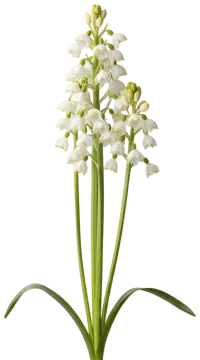 White Squill cut-out illustration