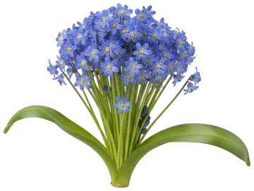 Alpine Squill cut-out illustration