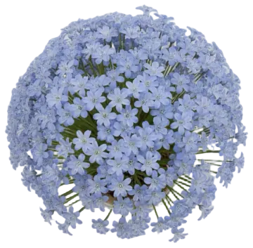 Early Squill cut-out illustration
