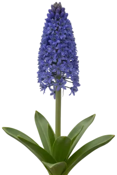 Portuguese Squill cut-out illustration
