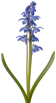 Siberian Squill cut-out illustration