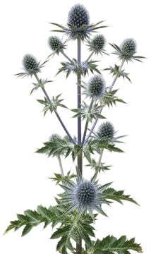 Sea Holly cut-out illustration