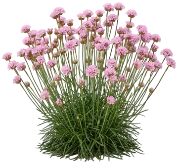 Sea Thrift cut-out illustration