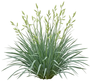 Blue Wood Sedge cut-out illustration
