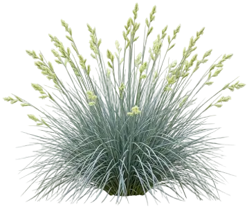 Blue Zinger Sedge cut-out illustration