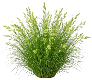 Bristleleaf Sedge cut-out illustration