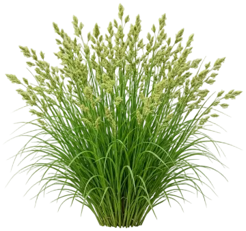 Brome-Like Sedge cut-out illustration