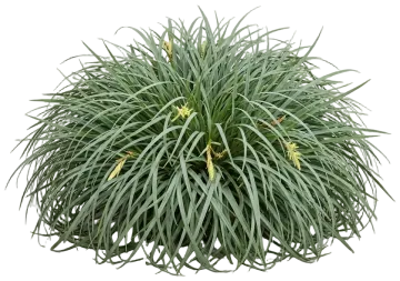 Bunny Blue Sedge cut-out illustration