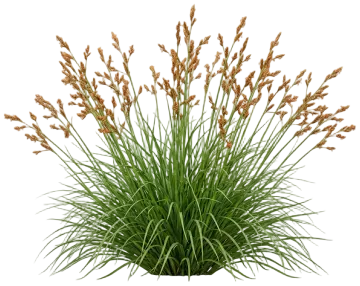 California Meadow Sedge cut-out illustration