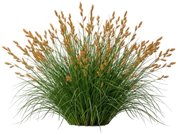 Clustered Field Sedge cut-out illustration