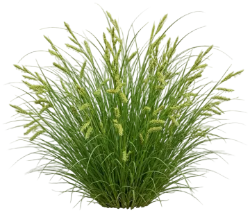Creek Sedge cut-out illustration