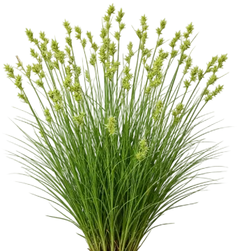 Eastern Star Sedge cut-out illustration