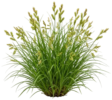 Eastern Woodland Sedge cut-out illustration