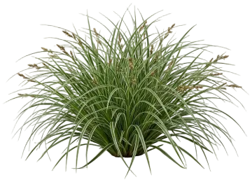 Everest Sedge cut-out illustration