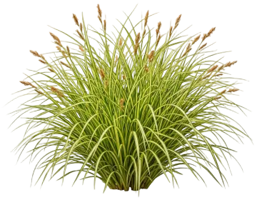 Evergold Sedge cut-out illustration
