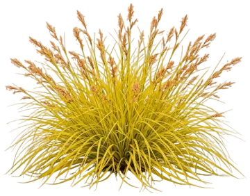Everillo Sedge cut-out illustration