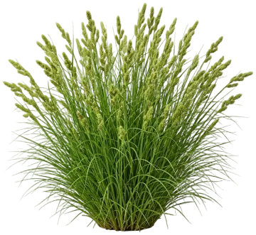 Fox Sedge cut-out illustration