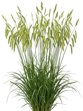 Fringed Sedge cut-out illustration