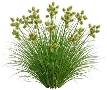 Gray's Sedge cut-out illustration